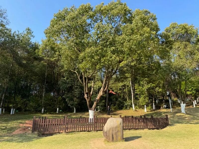 習近平同志為福建省長(cháng)汀縣水土保持科教園捐種的香樟樹(shù)。圖源：學(xué)習時(shí)報