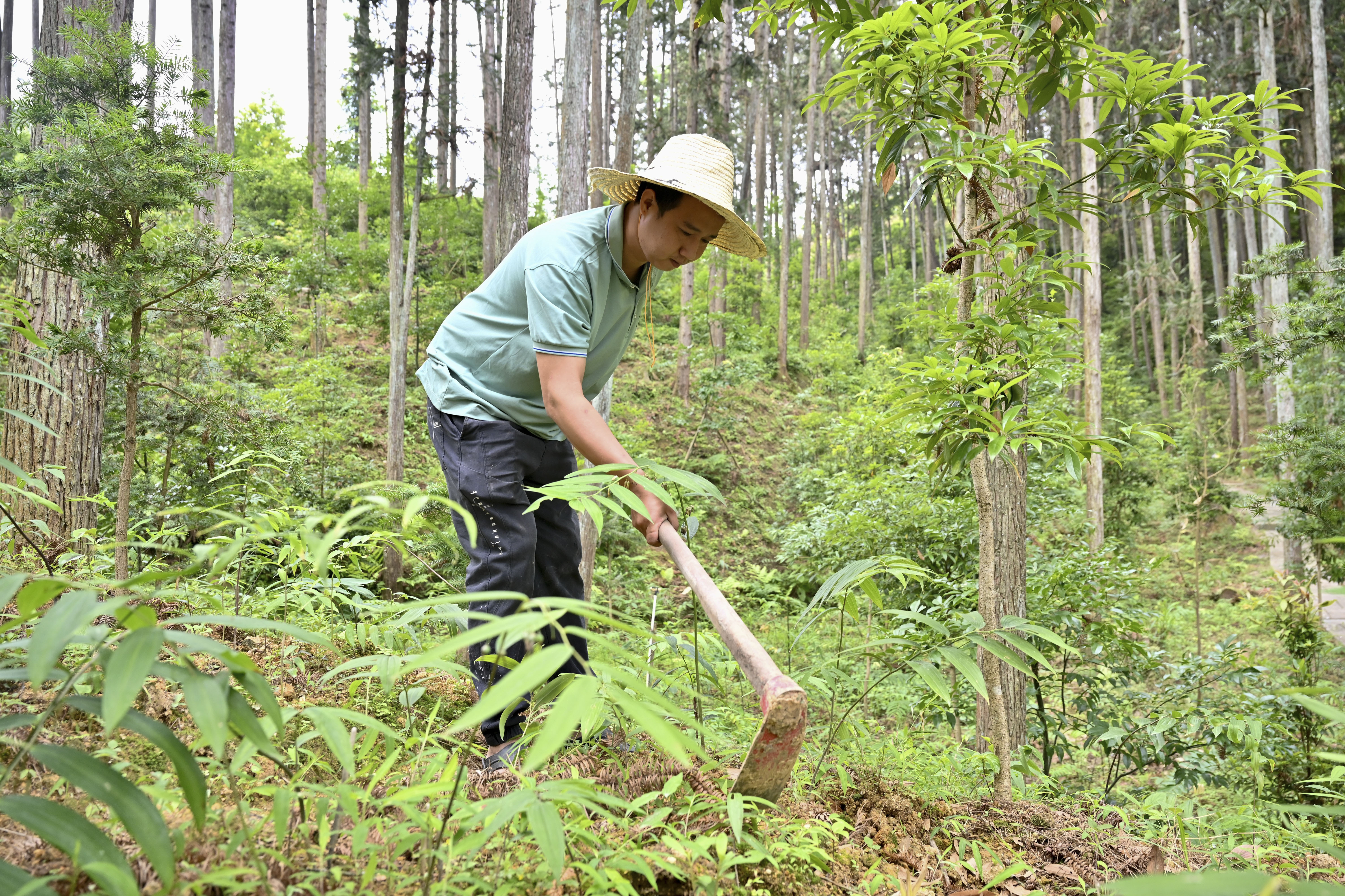 2024年5月9日，福建省三明市馬巖林下經(jīng)濟種植示范基地工人在管理林下種植的多花黃精。